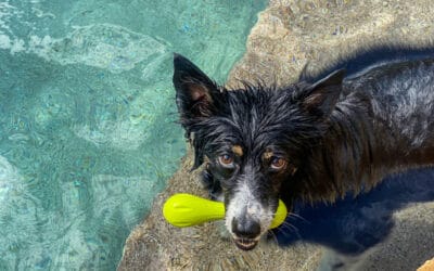 A Backyard Pool or a Swim Spa: What’s the Difference?
