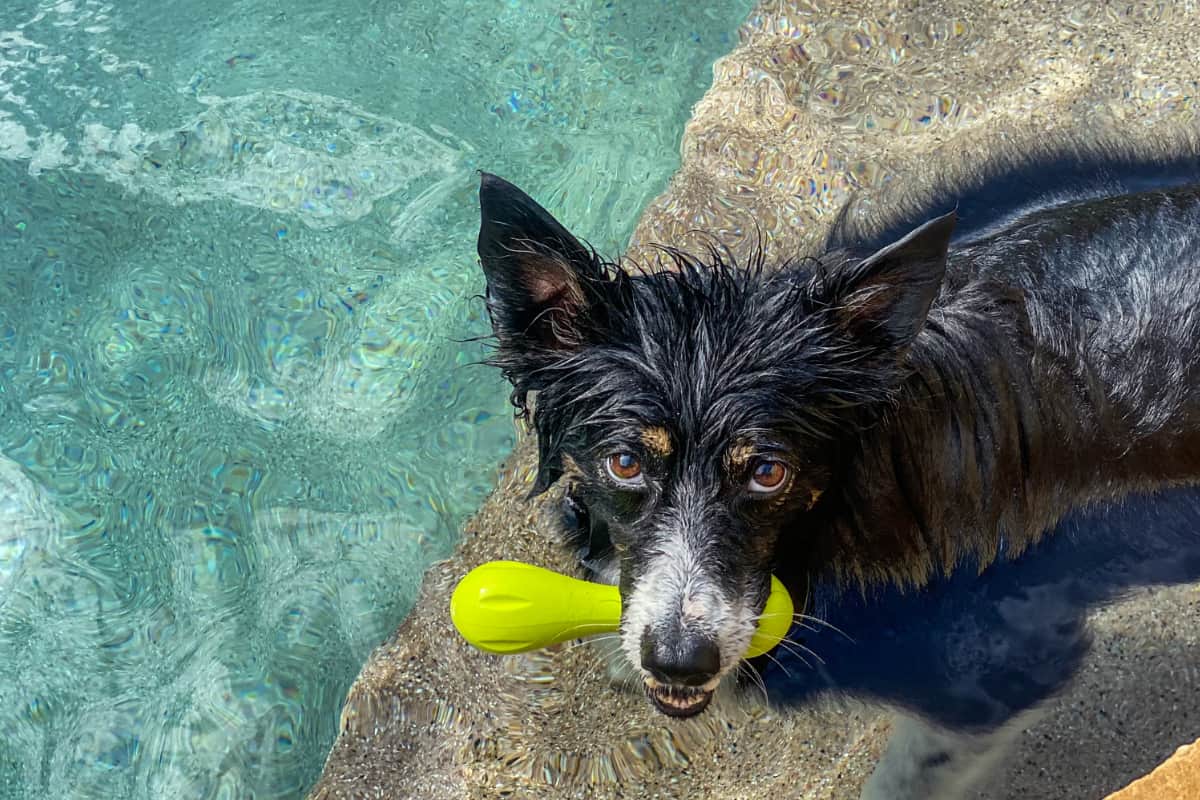 dog with toy in pool dog with toy in pool