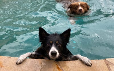 9 Surprising Things You Can Expect During Pool Construction