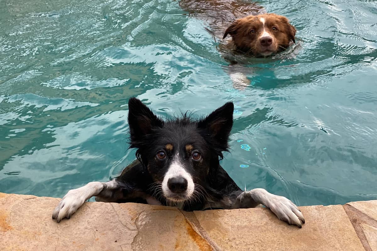 dogs in swimming pool dogs in swimming pool